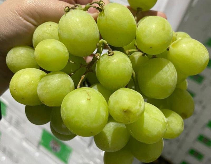 Nho xanh Úc "giòn như cà pháo", hạn chế người mua 3kg/đơn hàng ảnh 2