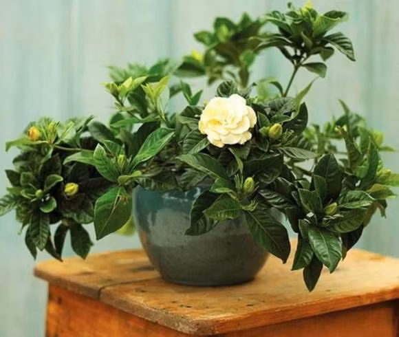 Nhung loai cay nay trong trong phong ngu de bao quan lai dep mat-Hinh-4