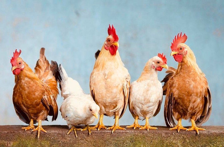 Quý Mão 2023: 5 tuổi bị Thần Thái Tuế phong sát kho tiền, nợ ngập đầu - Hình 5 Quy Mao 2023: 5 tuoi bi Than Thai Tue phong sat kho tien, no ngap dau-Hinh-5