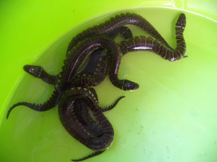 Thịt rắn ri voi thơm và tỷ lệ thịt trên một đơn vị trọng lượng cơ thể của rắn ri voi cao hơn nhiều so với các loài rắn nước khác.