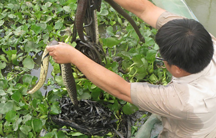 Hiện rắn ri voi trong tự nhiên ngày càng thu hẹp nên nhiều hộ dân đã mở rộng mô hình nuôi để kiếm thêm thu nhập.