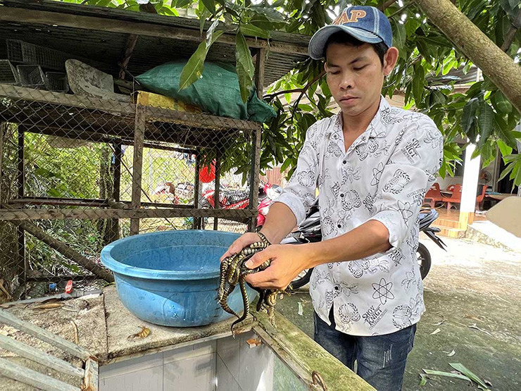 Nuôi rắn trong bể xi măng, anh dễ theo dõi được tập tính sinh hoạt của rắn và quan sát chất lượng nước.