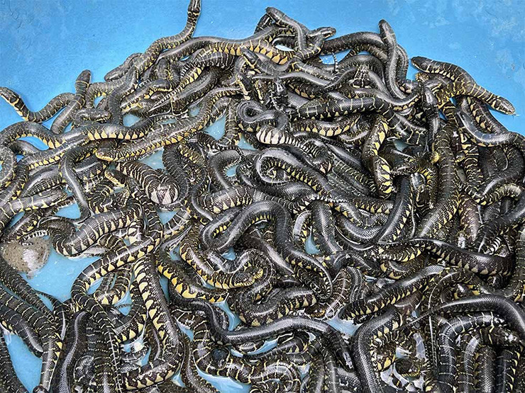 Theo anh, rắn ri voi khá dễ nuôi, ít tốn công chăm sóc và chi phí đầu tư. Cứ 4-7 ngày anh Thanh cho rắn ăn một lần, mồi của rắn là cá giống.