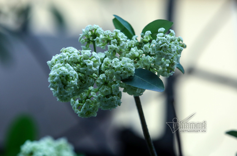 Tại sao nhiều người đau đầu, chóng mặt khi ngửi mùi hoa sữa? Tai sao nhieu nguoi dau dau, chong mat khi ngui mui hoa sua?