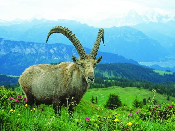 Bo Tat che cho: 3 con giap thang 11 co tien, thang 12 giau su-Hinh-3