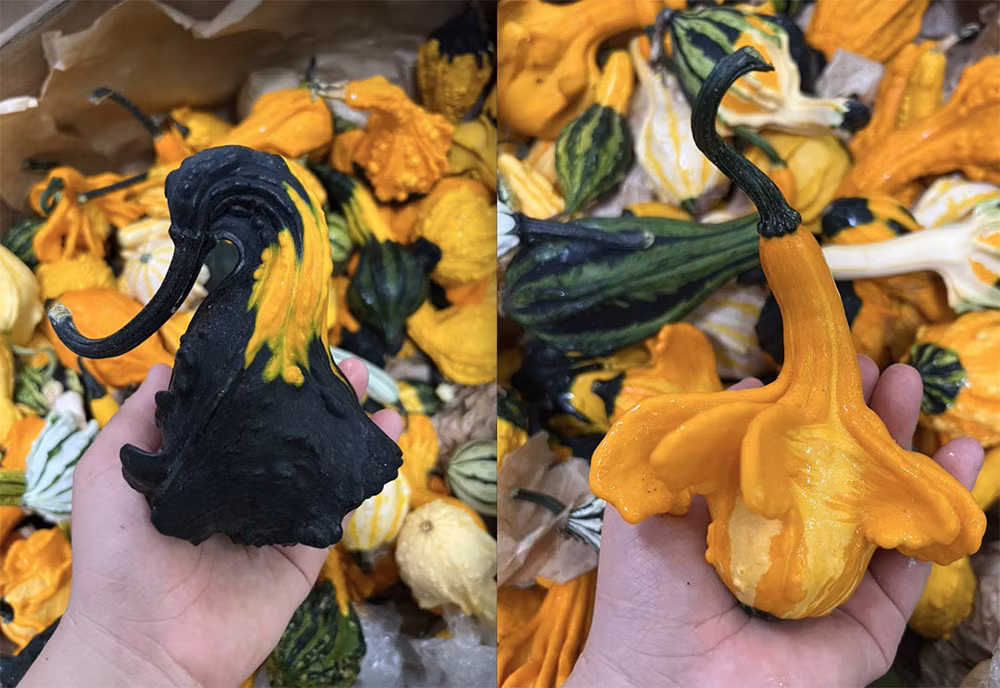 Loai oc ten rat la, cua da thanh dac san nuc tieng-Hinh-2