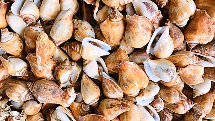 Loai oc ten rat la, cua da thanh dac san nuc tieng