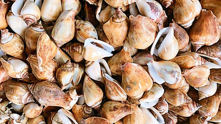 Loai oc ten rat la, cua da thanh dac san nuc tieng