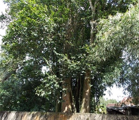 Cây độc: Loài cây "bị nguyền rủa" trên vùng đất thép Củ Chi ảnh 1 Cây độc: Loài cây "bị nguyền rủa" trên vùng đất thép Củ Chi ảnh 1