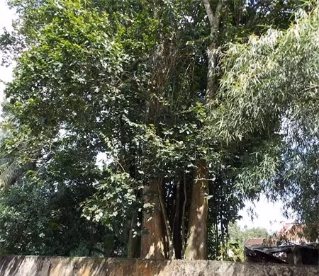 Cây độc: Loài cây "bị nguyền rủa" trên vùng đất thép Củ Chi ảnh 1