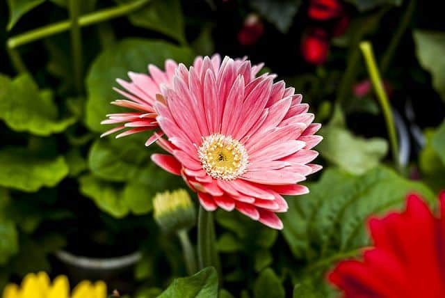 3 con giáp cần cù bù khả năng, bền bỉ phấn đấu - Hình 3 3 con giap can cu bu kha nang, ben bi phan dau-Hinh-3