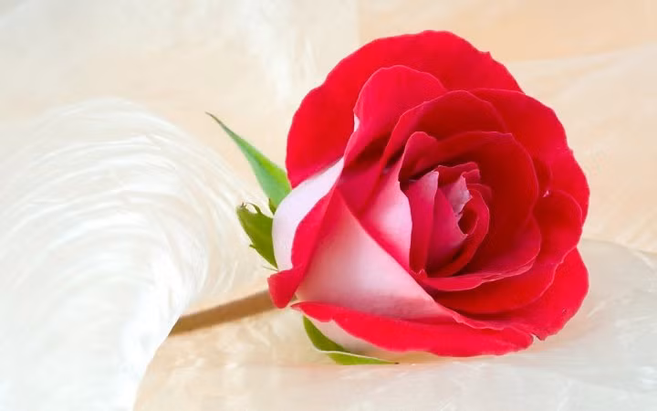 3 con giap can cu bu kha nang, ben bi phan dau