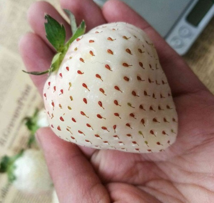 Loai qua tuong da tuyet chung, nguoi Viet dem trong hot bac-Hinh-6