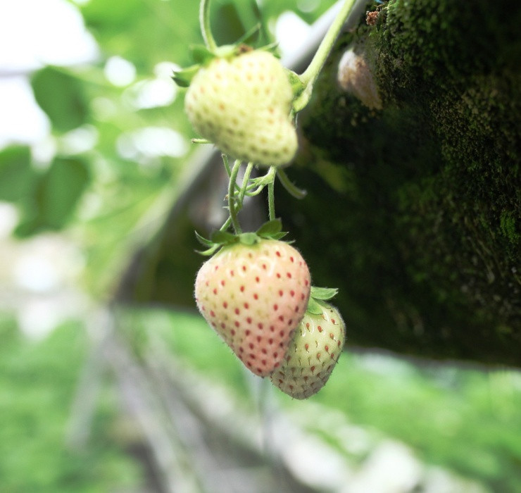 Loai qua tuong da tuyet chung, nguoi Viet dem trong hot bac-Hinh-14