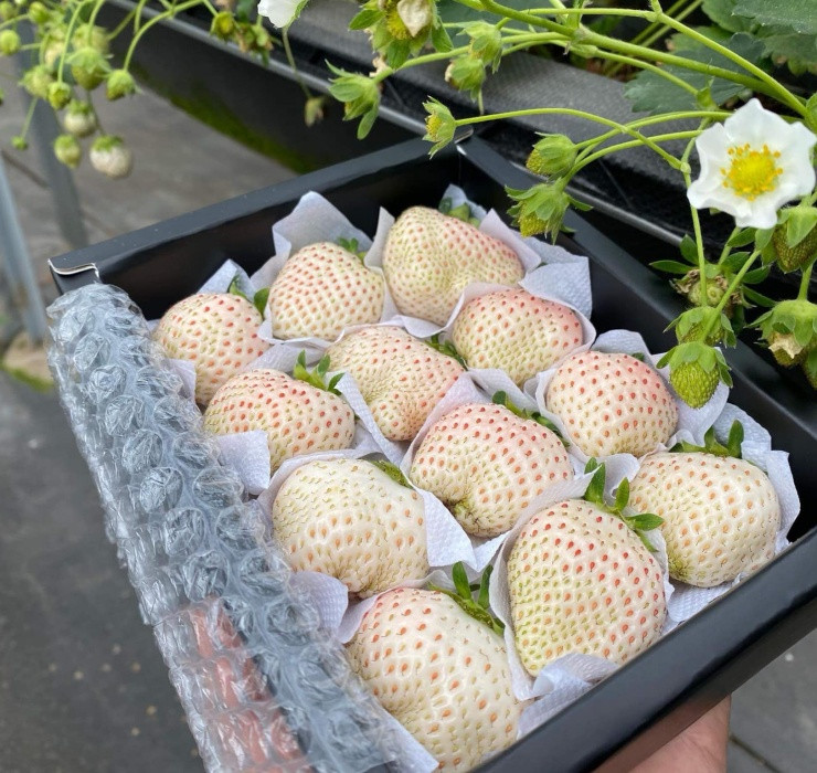 Loai qua tuong da tuyet chung, nguoi Viet dem trong hot bac-Hinh-2