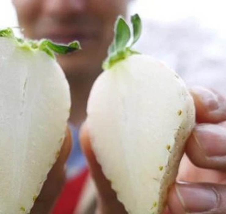 Loai qua tuong da tuyet chung, nguoi Viet dem trong hot bac-Hinh-9