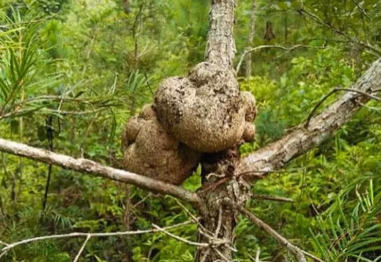 Ngon cay duoc vi nhu “than duoc” o Viet Nam, dai gia san lung-Hinh-2