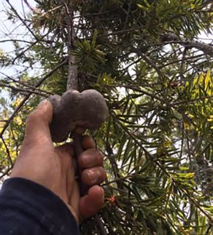 Ngon cay duoc vi nhu “than duoc” o Viet Nam, dai gia san lung-Hinh-5