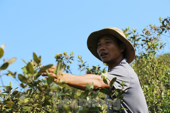 Anh Hoàng Văn Hải (trú xã Hưng Phúc) cho hay, mỗi ngày anh hái được tầm 5-7kg sim. Với giá bán từ 20.000 đồng/kg, mỗi ngày anh cũng kiếm được trên 100.000 đồng. “Cây sim mọc tự nhiên, mình không phải trồng cũng như chăm sóc. Đến mùa là đi hái thôi”, anh Hải cho hay.