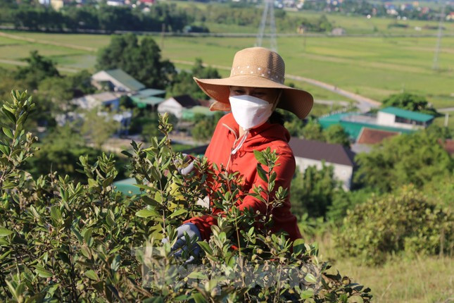 Mấy năm gần đây, nhu cầu sử dụng quả sim tăng cao, nhiều người dân tận dụng thời gian rảnh rỗi để lên rừng hái sim kiếm thêm thu nhập.