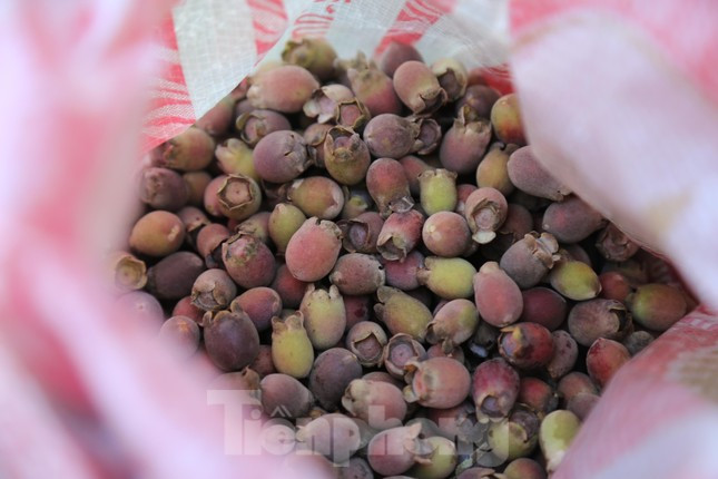 Giá sim hiện tại dao động 20.000 - 30.000 đồng/kg. Mỗi ngày một người có thể kiếm từ 150 - 300 nghìn đồng/ngày