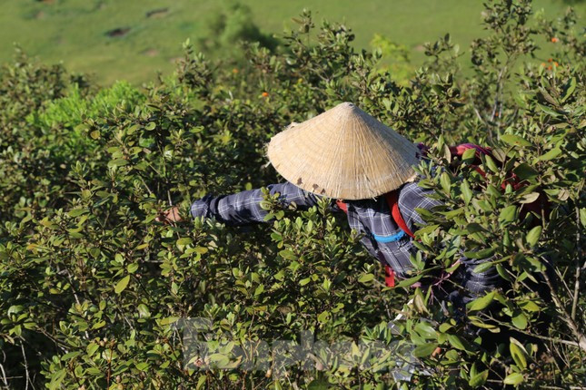 “Tranh thủ vào buổi sáng sớm hoặc chiều tối cho mát tôi lên rú hái sim. Hôm ít được 3-5kg, hôm nhiều thì cả yến. Giá sim ngoài chợ đắt nhưng chúng tôi nhập cho thương lái thì khoảng 20.000 đồng/kg. Hái sim có chút vất vả khi phải di chuyển trên khu vực đồi núi cao nhưng chịu khó cũng kiếm được khoản tiền kha khá”, chị Thương chia sẻ.