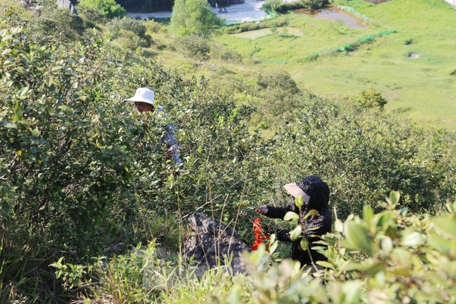 Đôi vợ chồng ở xã Hưng Phúc lên rú Nhón hái sim