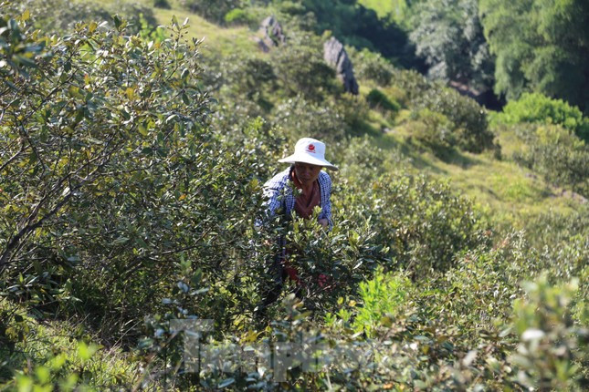 Người dân thường đi hái sim trong khoảng thời gian từ 5h sáng đến 9h, buổi chiều từ 15h đến 18h để tránh nắng.