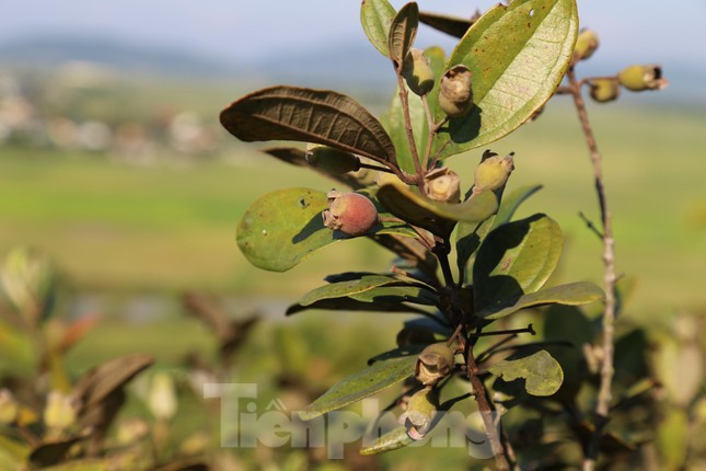 Trái sim rừng có hình thon tròn, cỡ bằng ngón tay, khi chín vỏ sim màu sẫm, vị ngọt chát . Sim có rất nhiều công dụng.