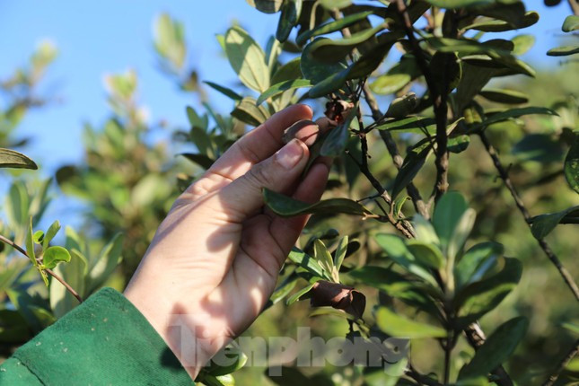 Mỗi ngày một người có thể hái được từ 4-8kg quả sim