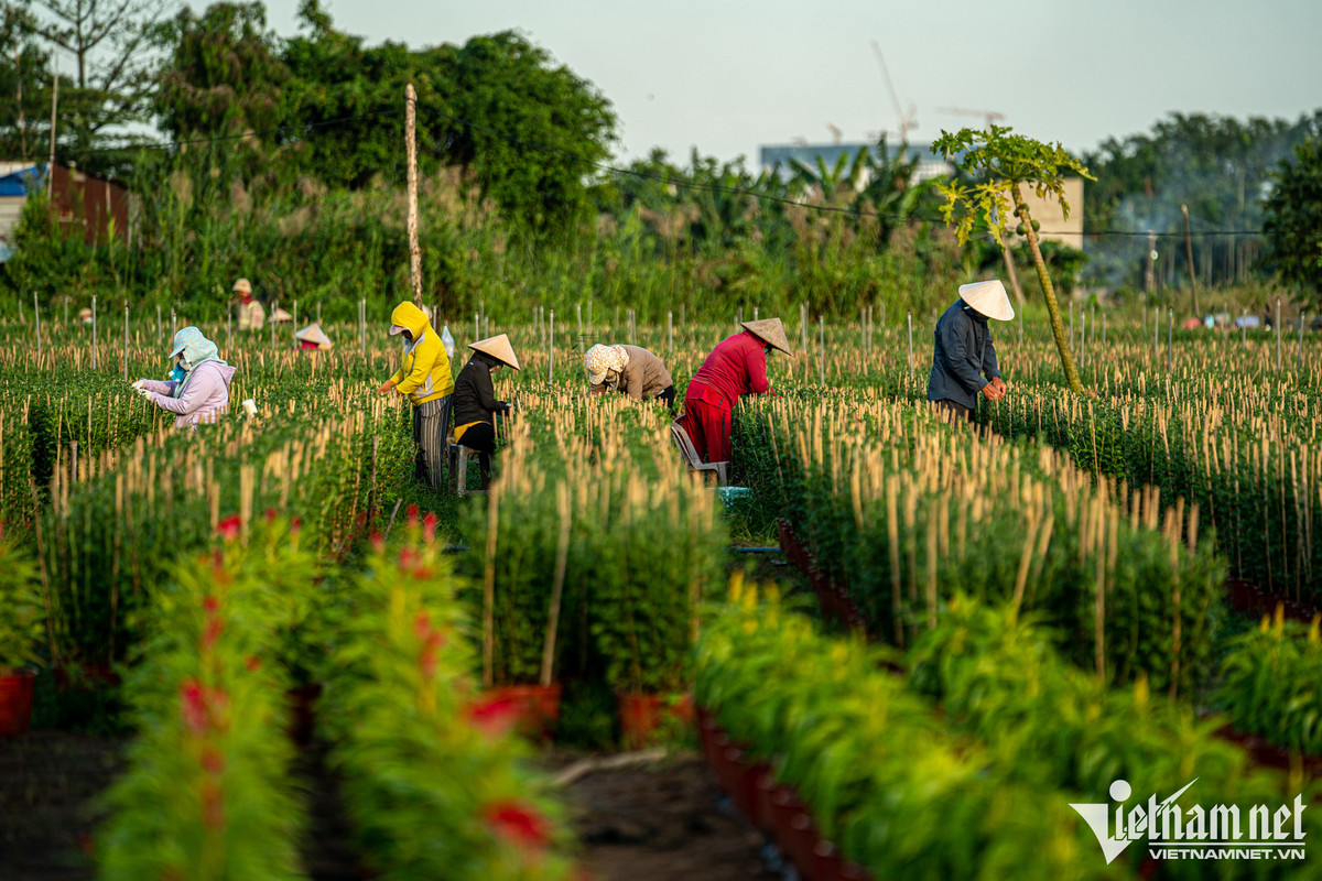 Dịp này, mỗi thửa ruộng có tới hàng chục người tất bật chăm sóc để hoa kịp bung nở đúng vào dịp Tết. Chị Dung cho biết, công đoạn tỉa lá, ngắt nụ nhầm để cây tập trung dinh dưỡng nuôi các nụ chính.