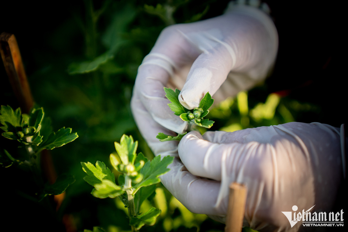 Đây là công việc thời vụ nhẹ nhàng, giúp người lao động kiếm từ 120.000 -150.000 đồng/ngày. Công việc nhiều, các nhà vườn hầu như phải thuê thêm người làm. "Công việc kiếm tiền Tết này lại đòi hỏi sự cẩn trọng, tỉ mỉ. Bất kể cái nắng giữa trưa họ cũng phải đứng liên tục hàng giờ tập trung tỉa từng nụ hoa từ cây này sang đến cây khác, nên nếu không quen việc sẽ rất dễ bị mỏi gối, đau lưng", chị Dung chia sẻ.