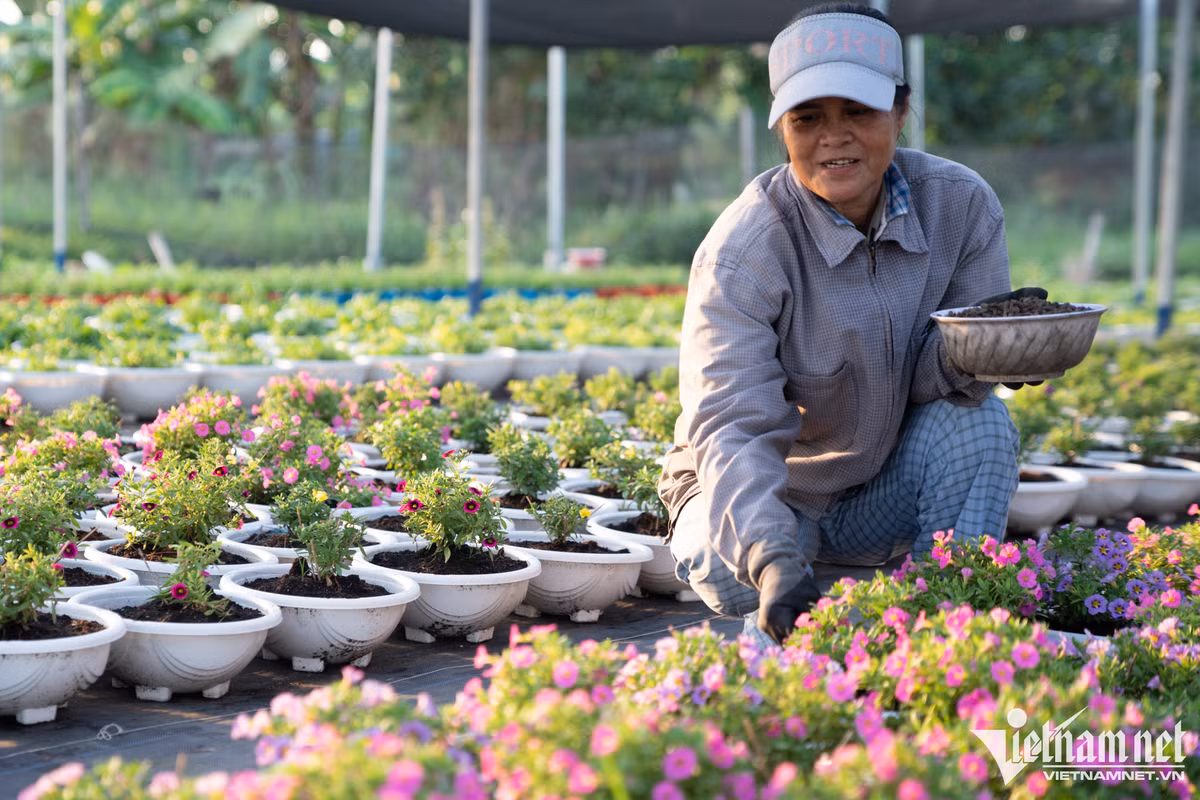 Xu hướng hiện nay là những loại hoa có màu sắc rực rỡ, tuổi thọ lâu, giá cả phải chăng, do vậy chủ các nhà vườn hiện tại vẫn ưu tiên trồng hoa truyền thống. Bà Nguyễn Thị Phượng (đã gần 20 năm trong nghề) ở phường Thới An, quận 12 cho biết, năm nay tập trung nhiều vào chất lượng phân hữu cơ. Do giá phân tăng, giá sản phẩm dự kiến cao hơn chút, khoảng 5-10% tùy loại.