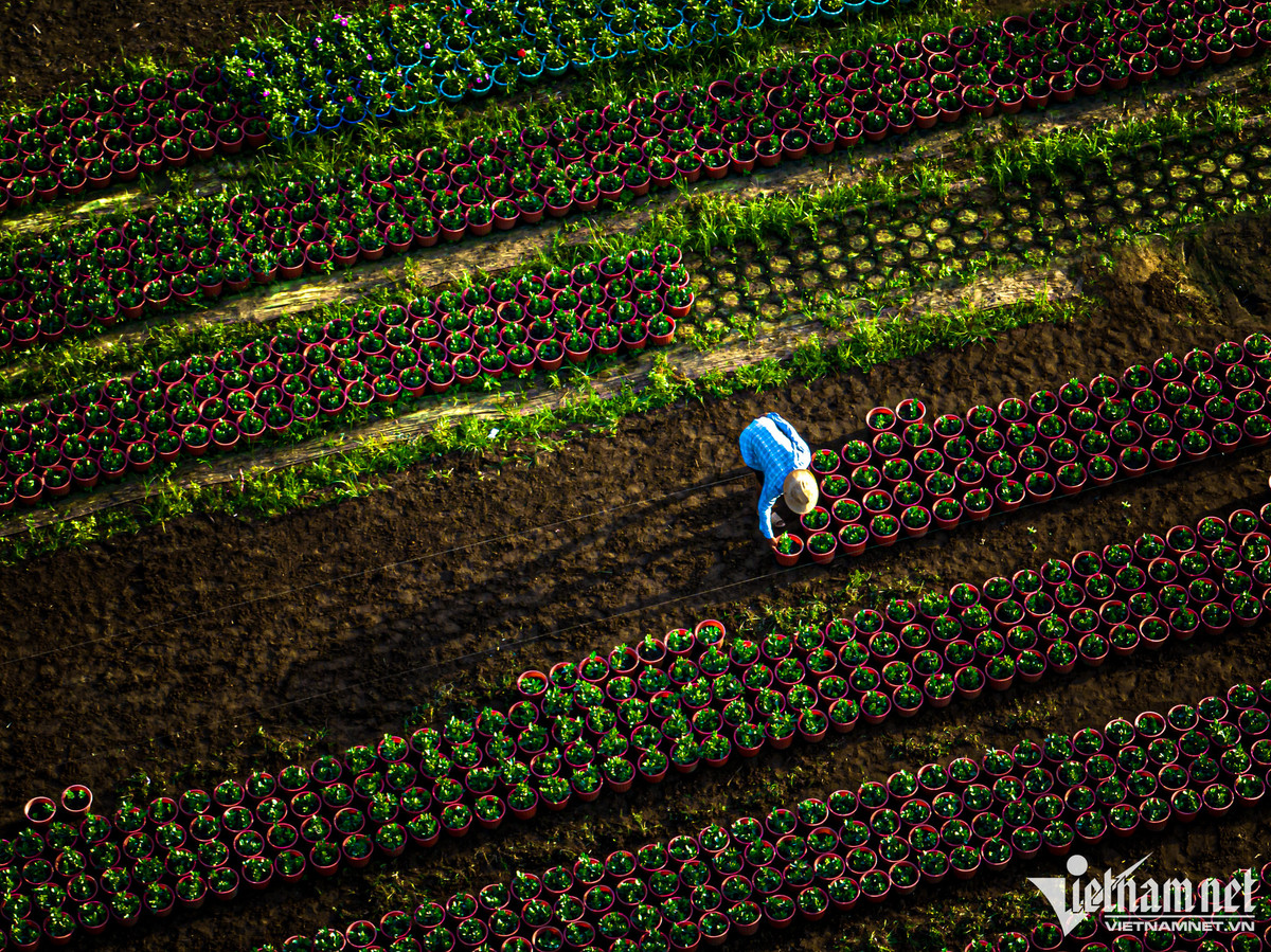 Theo các chủ vườn, hoa sẽ xuất bán từ ngày 21 tháng Chạp đến trước 30 Tết Nguyên đán Tân Sửu. Thời gian này, nhiều thương lái đến đặt cọc nhưng họ chưa nhận vì giá cả không thống nhất.