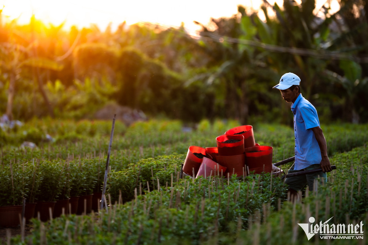 Thời gian này, nhiều thương lái đã đến xem hoa để nhập hàng bán. Những luống đẹp đã được khách là người dân TP.HCM đặt mua hết. Nhưng theo chị Lan, phải chục ngày trước Tết không khí tại đây mới nhộn nhịp.