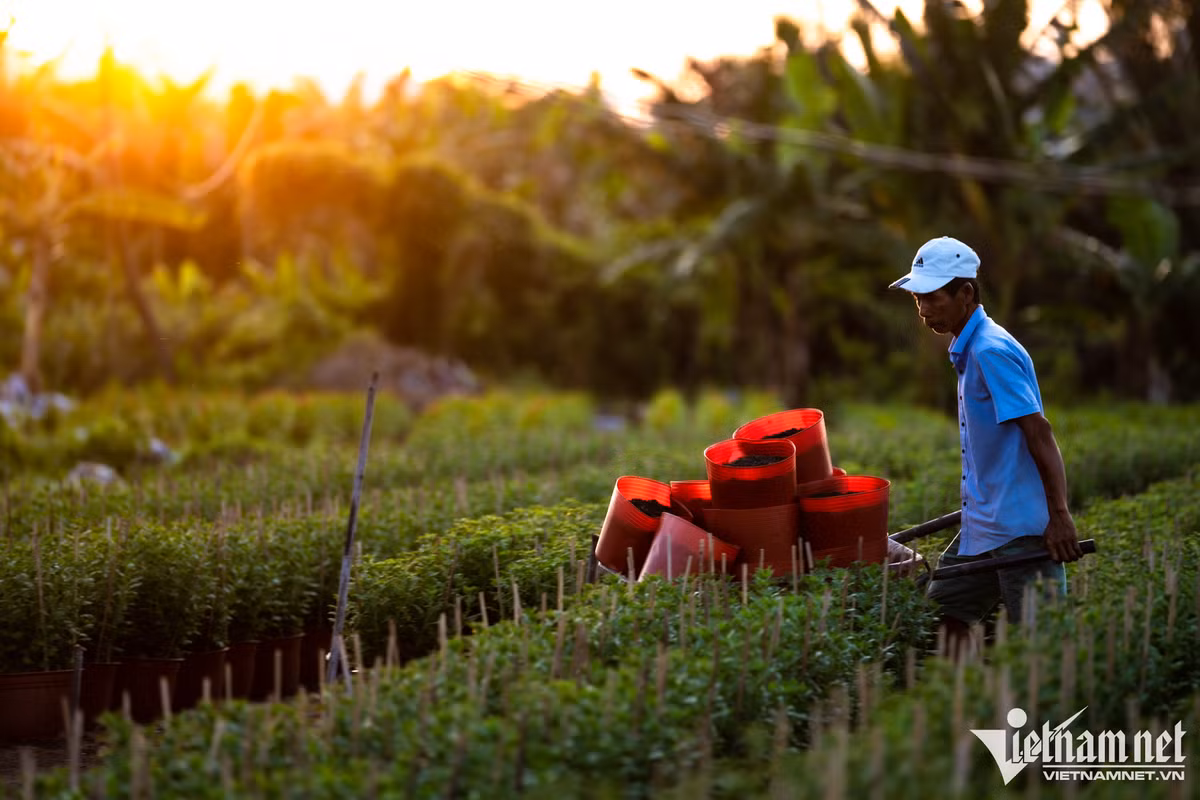 Thời gian này, nhiều thương lái đã đến xem hoa để nhập hàng bán. Những luống đẹp đã được khách là người dân TP.HCM đặt mua hết. Nhưng theo chị Lan, phải chục ngày trước Tết không khí tại đây mới nhộn nhịp.