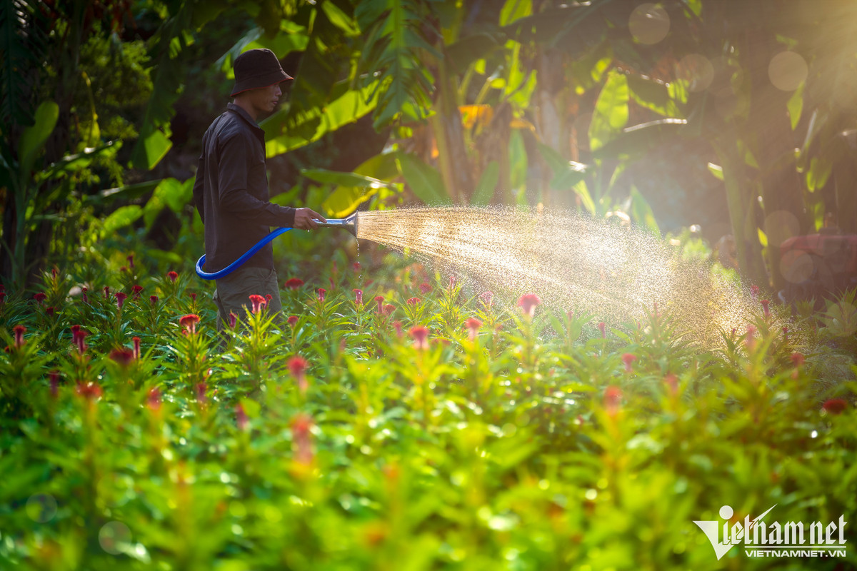 Ba tháng trước Tết bắt đầu gieo giống, hầu hết chủ vườn phải thuê nhân công thời vụ. "Mỗi ngày tôi đều làm các công đoạn như bón phân, tỉa lá, tưới nước 2 lần", anh than niên nói rồi tưới cho luống hoa mào gà vừa trổ bông.
