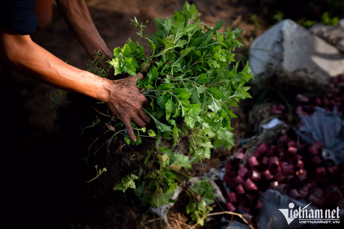 Bên cạnh đó, một nhóm khác cũng bắt đầu phân loại cây bệnh để đem đi tiêu hủy.