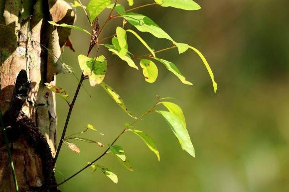 Loai cay doc nhat tren the gioi-Hinh-7