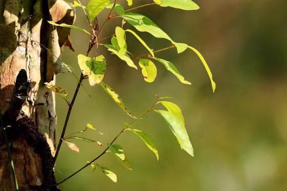 Loai cay doc nhat tren the gioi-Hinh-7