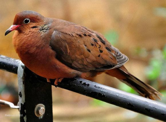 Loai cay doc nhat tren the gioi-Hinh-6