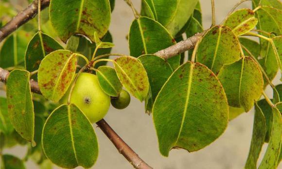 Loai cay doc nhat tren the gioi-Hinh-3