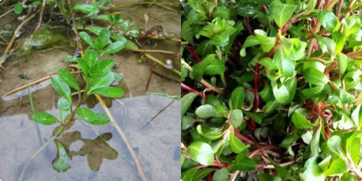 Còn ở miền Tây, từ lâu rau dừa đã gắn bó với cuộc sống khốn khó của người dân nơi đây, còn gọi là rau nhà nghèo