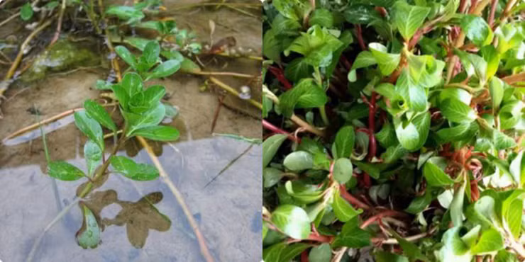 Còn ở miền Tây, từ lâu rau dừa đã gắn bó với cuộc sống khốn khó của người dân nơi đây, còn gọi là rau nhà nghèo