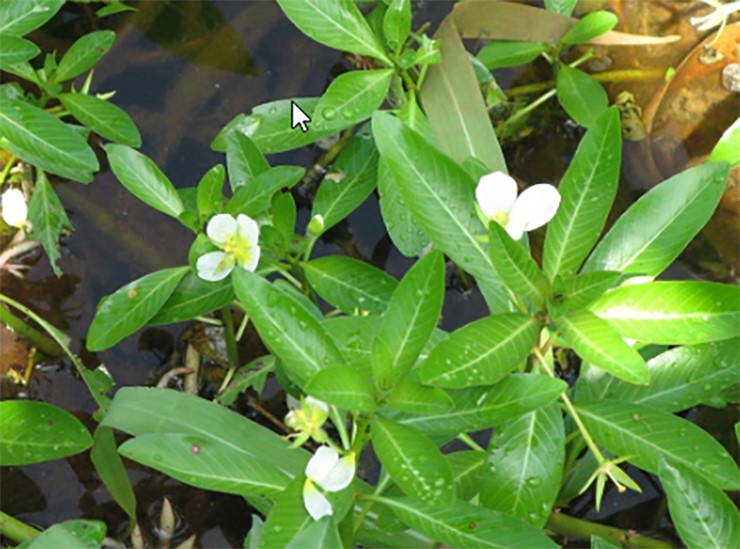 Khi thu hái rau dừa, người ta sẽ bỏ gốc rễ, rửa sạch phần lá sau đó thái ngắn, cho vào túi bóng rồi bán ra thị trường. Mùa nước nổi, rau dừa ăn với mắm kho là đặc sản nổi tiếng của miền Tây