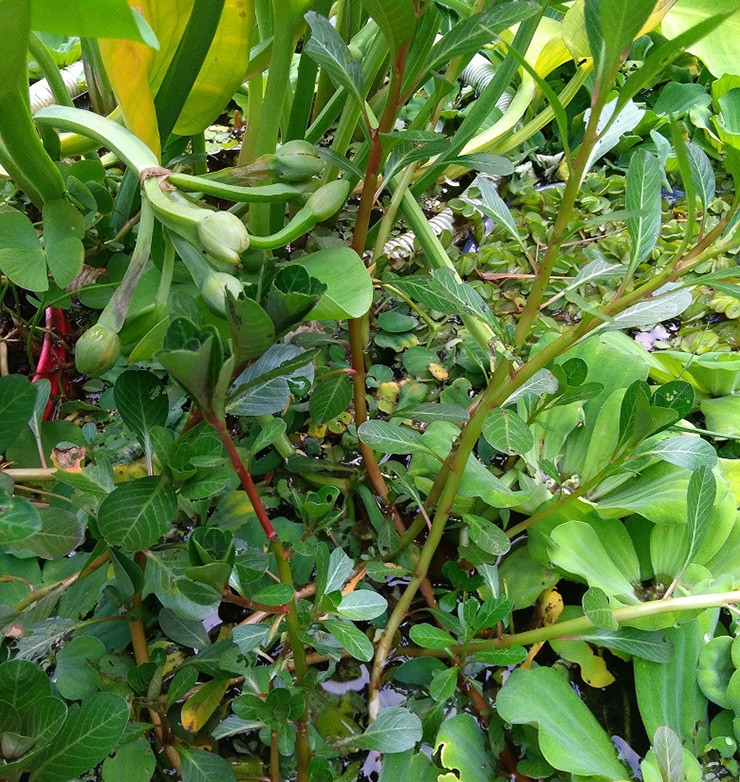 Có 2 loại rau dừa là dừa cơm và dừa trâu, dừa trâu có vị hơi nhẩn đắng nhưng cả 2 đều ngon và tốt cho sức khỏe bởi tính mát của nó.