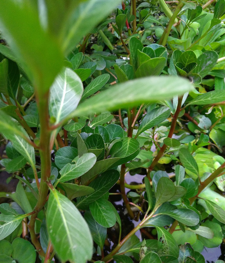 Vì rau mọc trong tự nhiên, số lượng không nhiều, lại dễ bị dập nát nên thường các chủ cửa hàng chỉ lấy số lượng ít và ưu tiên cho những khách đặt hàng trước