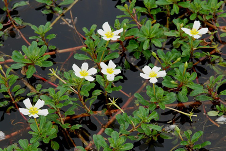Mỗi đoạn thân lại có các phao trắng mềm và xốp bao quanh