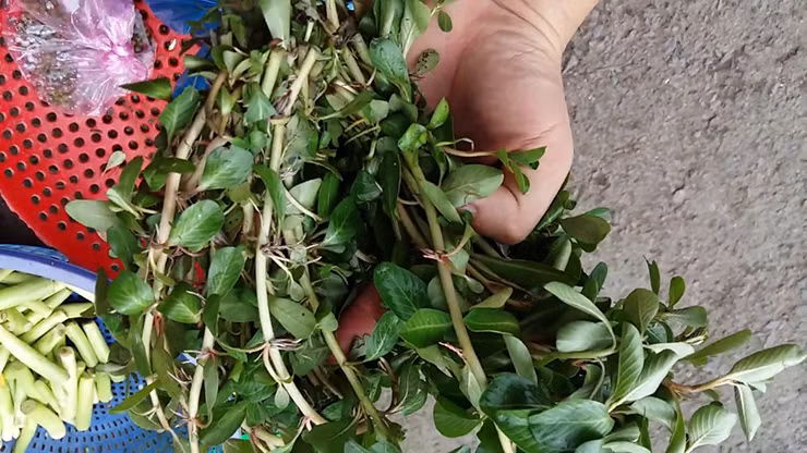 Loại cây này mọc bò hoặc nổi trên mặt nước giống rau rút, bén rễ ở các mấu và có phao nổi