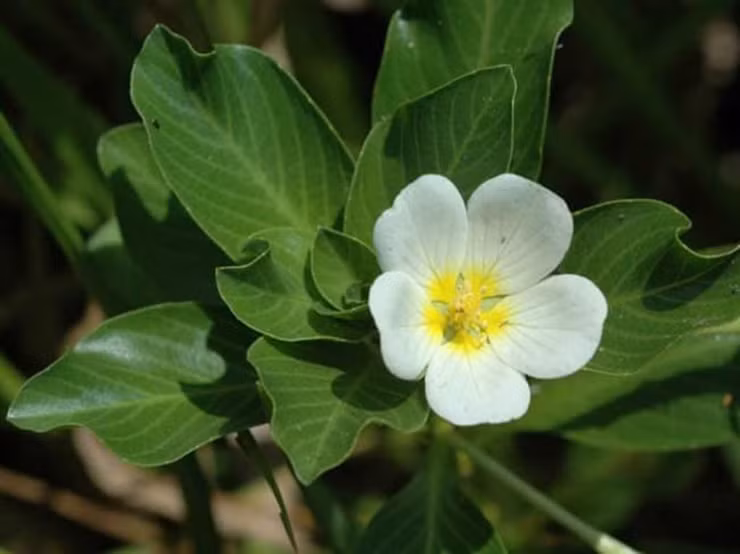 Ở Việt Nam, cây rau dừa có ở 3 miền nhưng nhiều nhất là ở miền Tây. Ở một số nước như Trung Quốc, Ấn Độ, Malaysia cũng có loại cây này